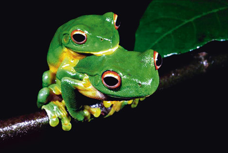 Green tree frogs mating in the ABC television documentary Wild Australasia.