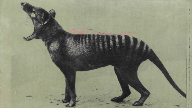 The last Thylacine (Tasmanian Tiger) died at Hobart zoo in 1936. It was declared extinct in 1986.