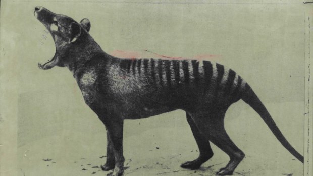 The last Thylacine (Tasmanian Tiger) died at Hobart zoo in 1936. It was declared extinct in 1986.