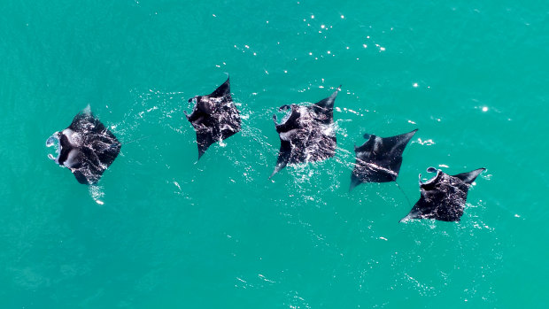 Manta rays photographed during a Pangaea expedition, near Ashmore Reef off WA's northwest coast. Mantas are filter-feeders, affected by microplastic pollution. 