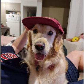 Sunny, the golden retriever Tangey had been minding, also died in the fire.
