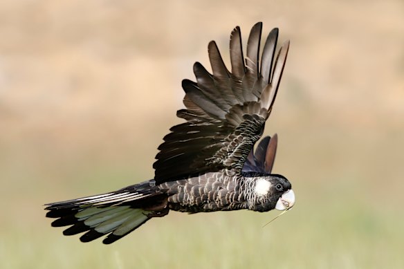 The Baudin’s black cockatoo in flight. 