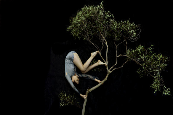 Tamara Dean's Tumbling Through the Treetops (2020) from the series In isolation.