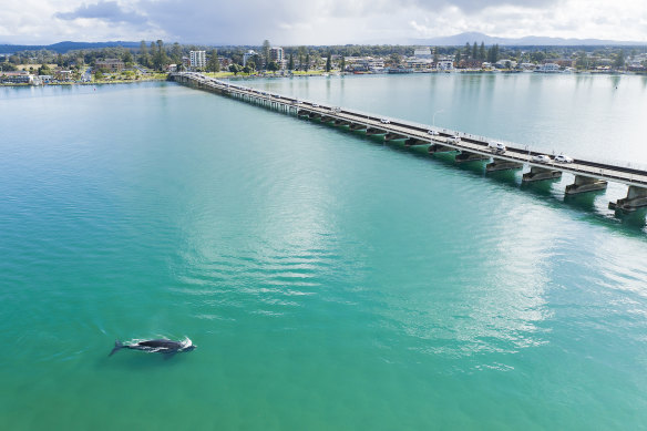 A southern right whale which has entered Wallis Lake near Forster now has special protection under a special issue ordered by the NSW government.