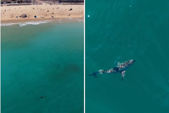 A drone image of a shark off Coogee beach on Saturday.