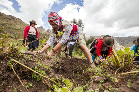 Supporting traditional lifestyles … La Base Lamay farming, Peru.