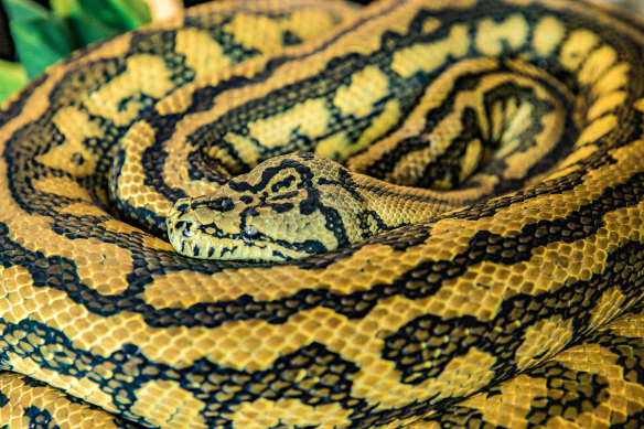 Cedric the zebra jaguar carpet python. 