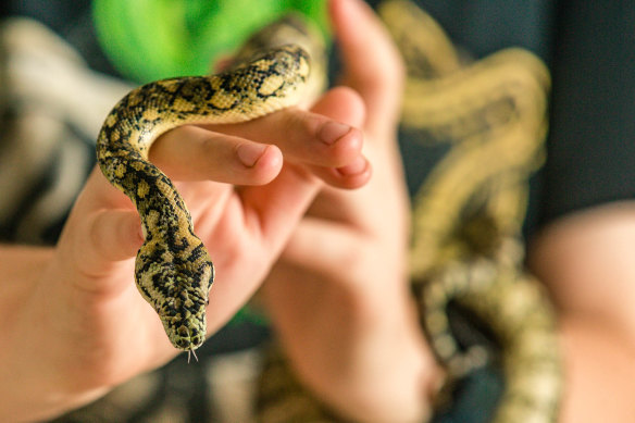 Aurora the carpet python.