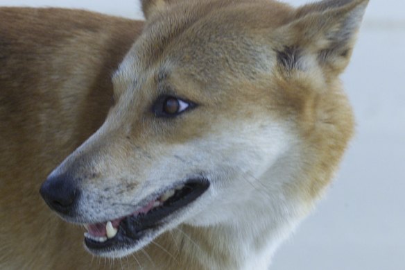 The proposal to re-introduce dingoes into the Grampians National Park has been fiercely opposed by local farmers.