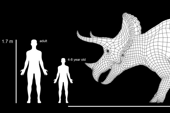 Scientists say adult triceratops were the size – and four times the weight – of a ute.