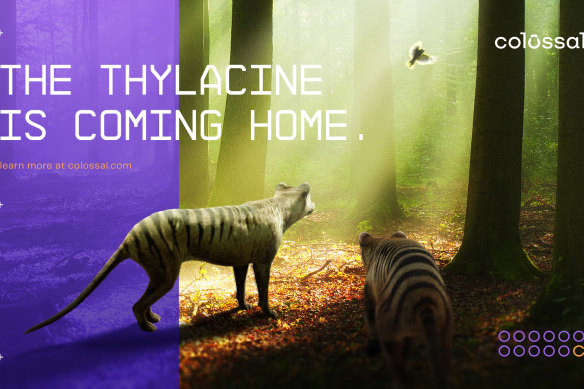 Professor Pask is part of an ambitious bid, backed by US biotech startup Colossal Biosciences, to bring the thylacine back from extinction.