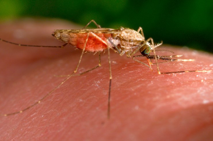 A feeding female Anopheles gambiae mosquito, a known vector for the parasitic​ disease malaria.