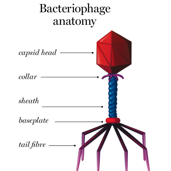 Illustration of Bacteriophage anatomy.