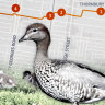 Emotional rollercoaster as trio escort family of ducks on perilous 3km walk across city, via KFC