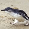 Hunt for alleged penguin kickers after St Kilda attack