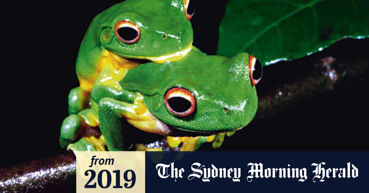 Drought and bushfires stopping frogs from mating