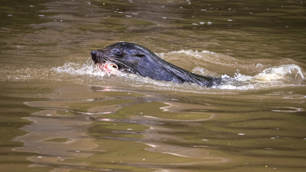 Salvatore the seal in the Yarra River. 