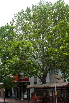 The large London Plane tree on Franklin Street, which could be removed to make way for the new hotel.