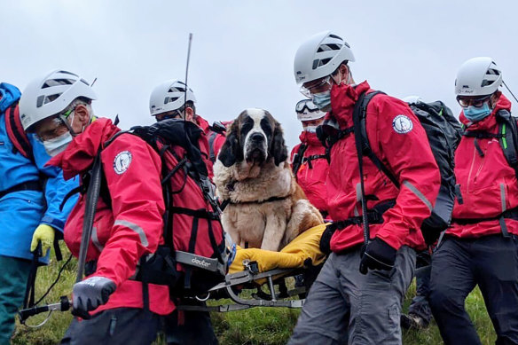 Sixteen volunteers from Wasdale mountain rescue team take turns to carry 55kg Daisy from England's highest peak, Scafell Pike.