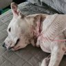 Perth man fights off dog with fitness vest in horror attack