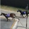 Racehorses cross tram lines, Gold Coast highway after escaping beach promotion