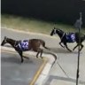 Horses run free on the Gold Coast after escaping the Magic Millions promotion.