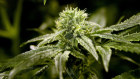 As legal cannabis continues to boom, the beauty, wellness and fashion industries are joining the party.