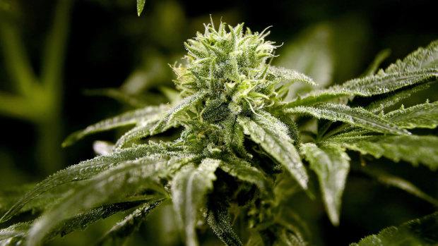 New Zealanders will be able to have their say on whether they want to see cannabis legalised.