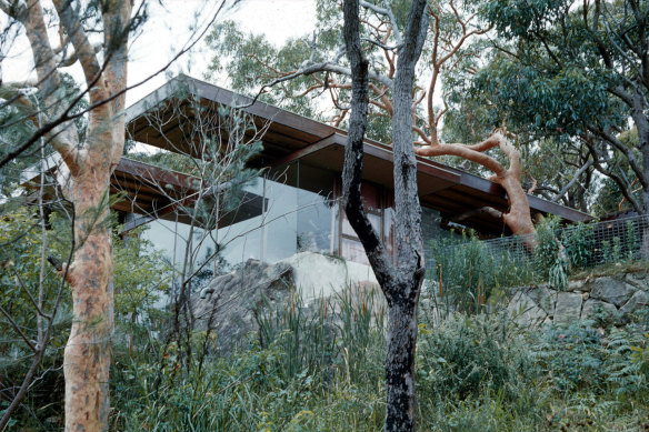 Architect Peter Muller designed his family home in Palm Beach to accommodate trees, including this one, which grew into the living room. 