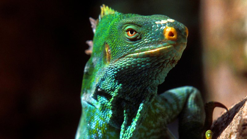 The widespread deception taking place all around us: nature