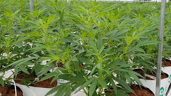 Mature cannabis plants being grown for medicinal use at the facility run by Medifarm on the Sunshine Coast