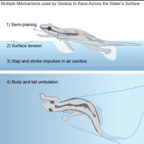 Gecko movement explained in an illustration from UC Berkeley. 