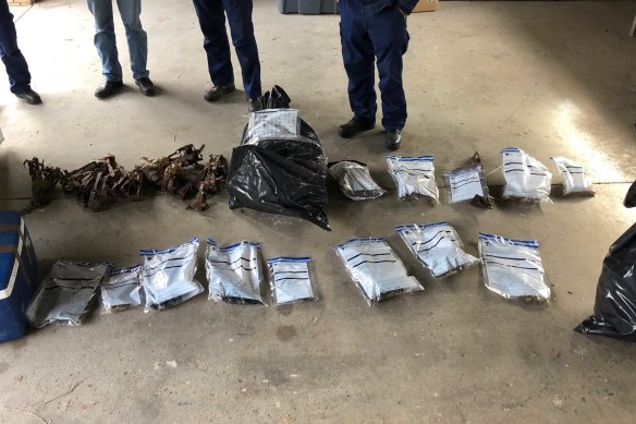Four properties in Tubbut and Orbost in East Gippsland were raided by authorities after the destruction of almost 140 wedge-tailed eagles. Native animal skulls were seized. 
