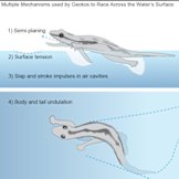 Gecko movement explained in an illustration from UC Berkeley. 