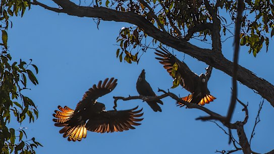 Black cockatoos are among WA’s threatened species.