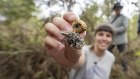 Sequoia Lewien holds a mycorrhizal fungi extracted from soils in the east Otway region of Victoria.