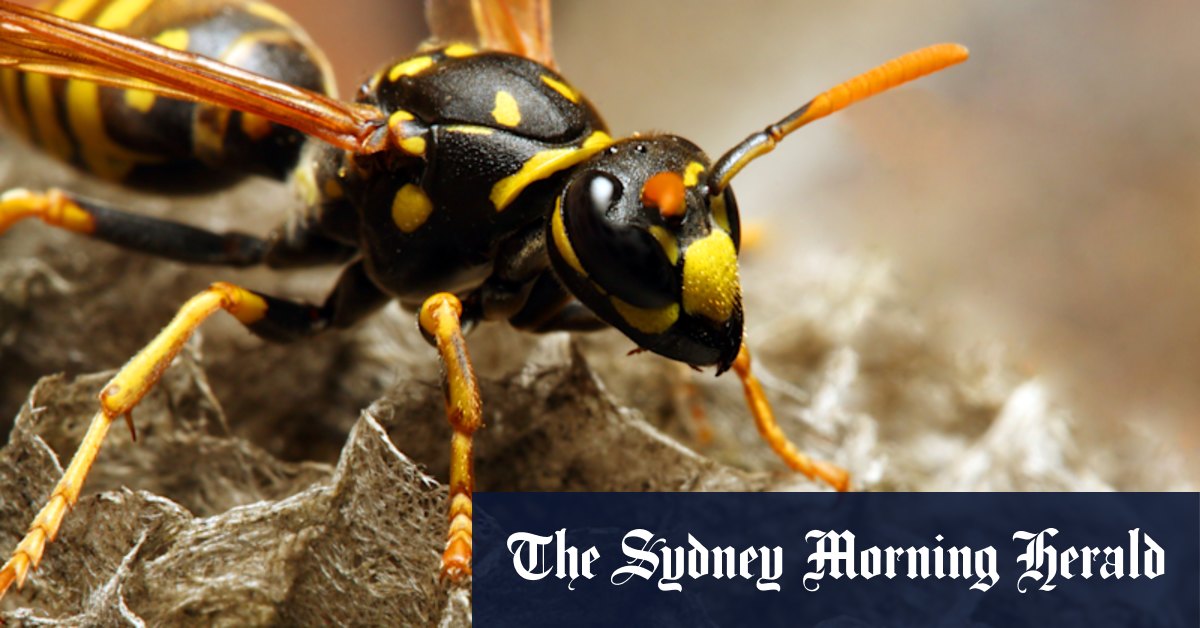 Radioactive wasp nest found at former US nuclear weapons site