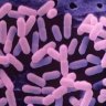 Thousands are at risk of listeria infection: What is listeriosis?
