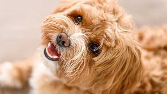 We don’t just impugn a blameless animal, when we lazily use this cliché. We impugn the noblest animal of them all.