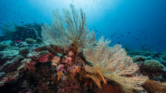 Federal environment minister Tanya Plibersek will decide whether Woodside’s plan to bury CO2 under the seabed is environmentally acceptable.