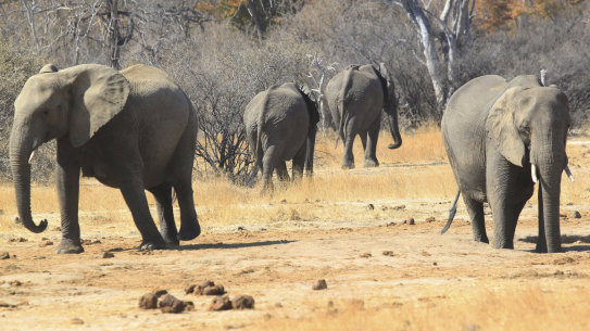 Elephants roam in the Hwange Game Reserve in Zimbabwe. Parties at the 2019 CITES conference in Geneva have agreed to limit the controversial sale of wild elephants caught in Zimbabwe and Botswana, to the delight of conservationists but the dismay of some of the African countries involved. 