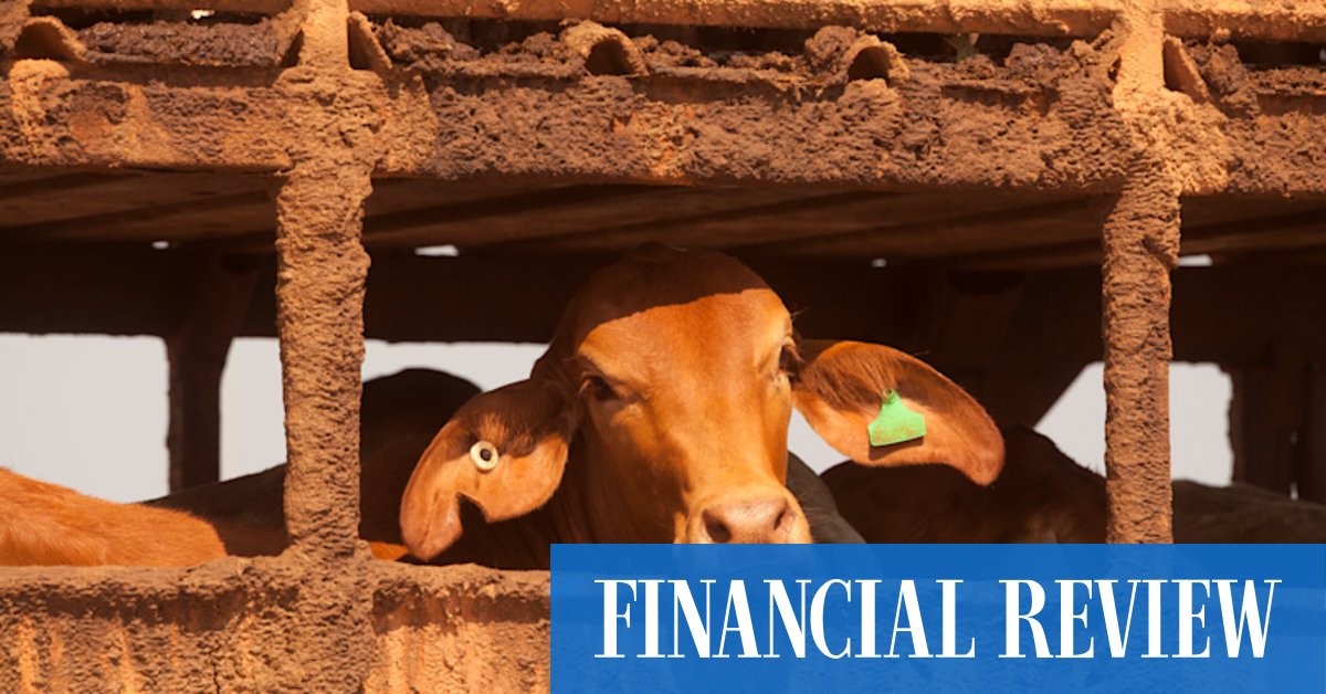 Cattle exporters blast red tape bill from 'bloated' regulator - Vimarsana News