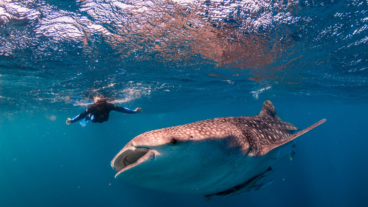 Swimming with sharks off Ningaloo Reef