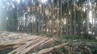 The blue gum plantations will be cleared by Midway in seven or eight years.