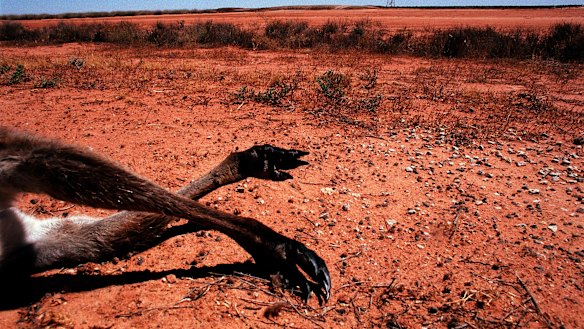 As the driest inhabited continent on earth, Australia is particularly vulnerable to the effects of planetary warming.