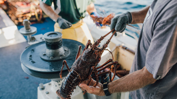Crayfish are cheaper when sold straight from the boats.