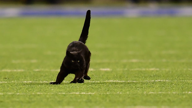 A black cat runs on the field during the second quarter of the New York Giants and Dallas Cowboys game at MetLife Stadium in East Rutherford, New Jersey.