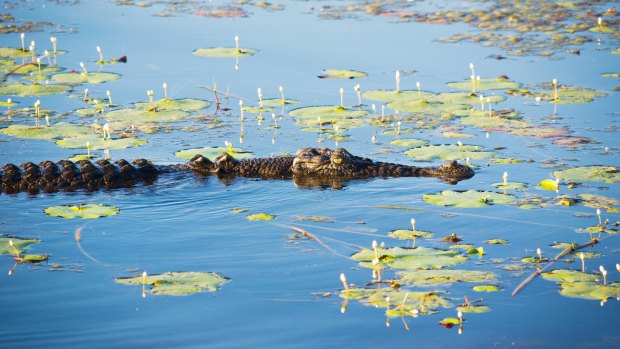 Straddie Adventures owner Mark Jones said initially he thought the croc was a log, but then it grew bigger as it surfaced. (File image)