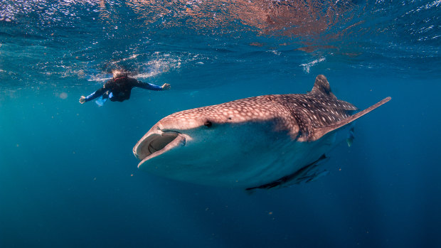 Face to face with a whale shark in the waters of the Ningaloo Marine Reserve.