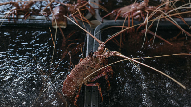 Industry have responded fiercely to the lobster plan.